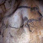 Grotte Chauvet Bisons